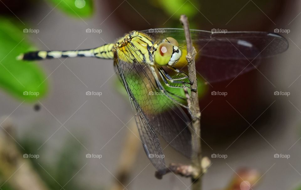 dragonfly