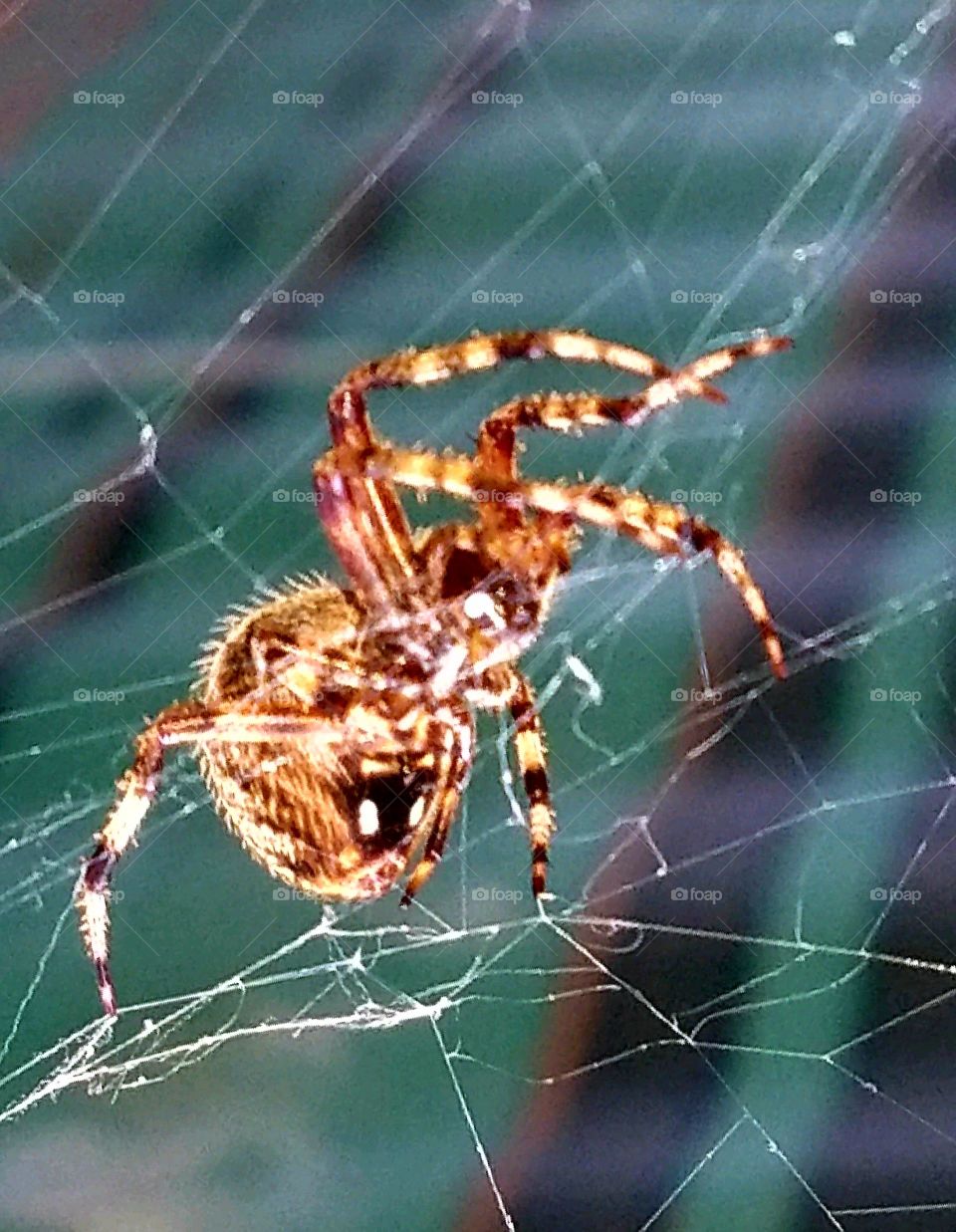Spider weaving web, closeup🕸