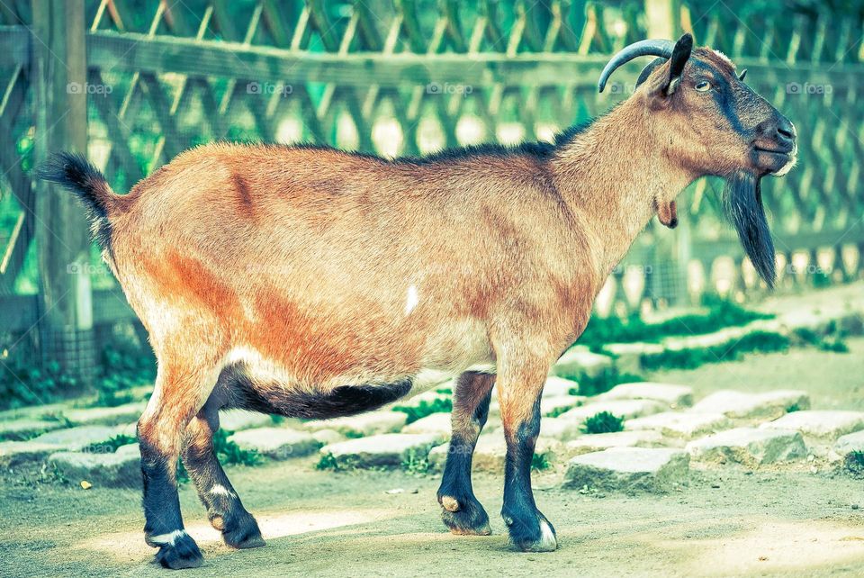 Goat/lamb ( kambing ) in animal markets to prepare sacrifices on Eid al-Adha.