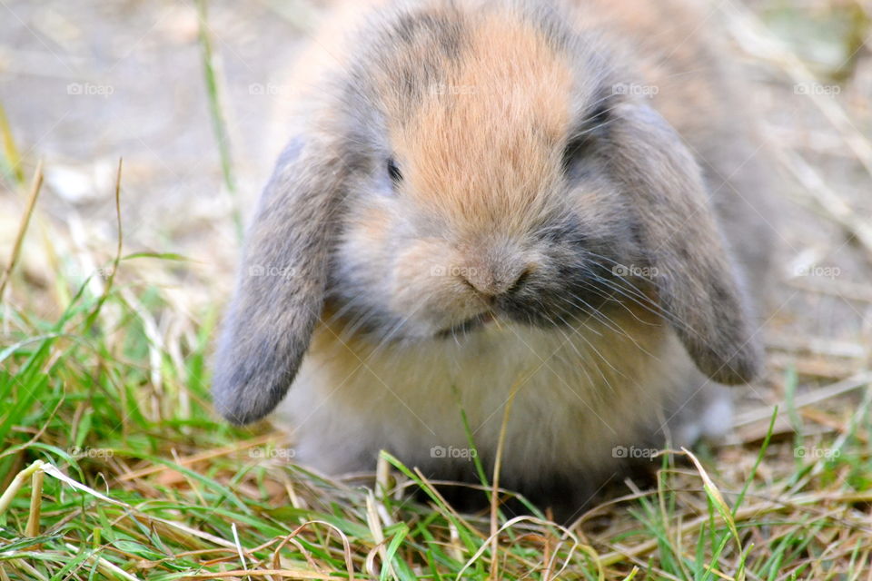 Cute and furry bunny