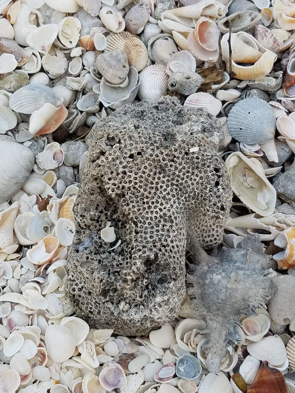 Rock on seashells