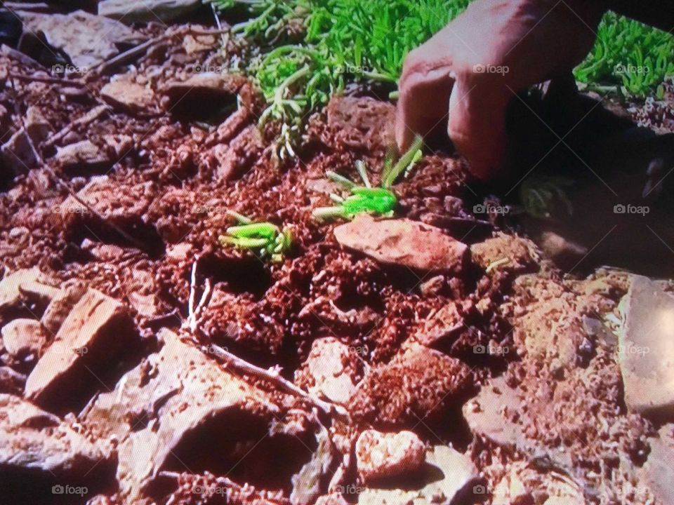 human hand instill a young plant.