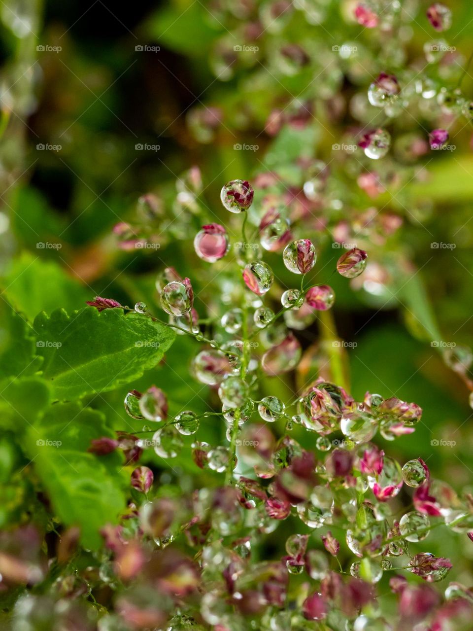 Dew Drops