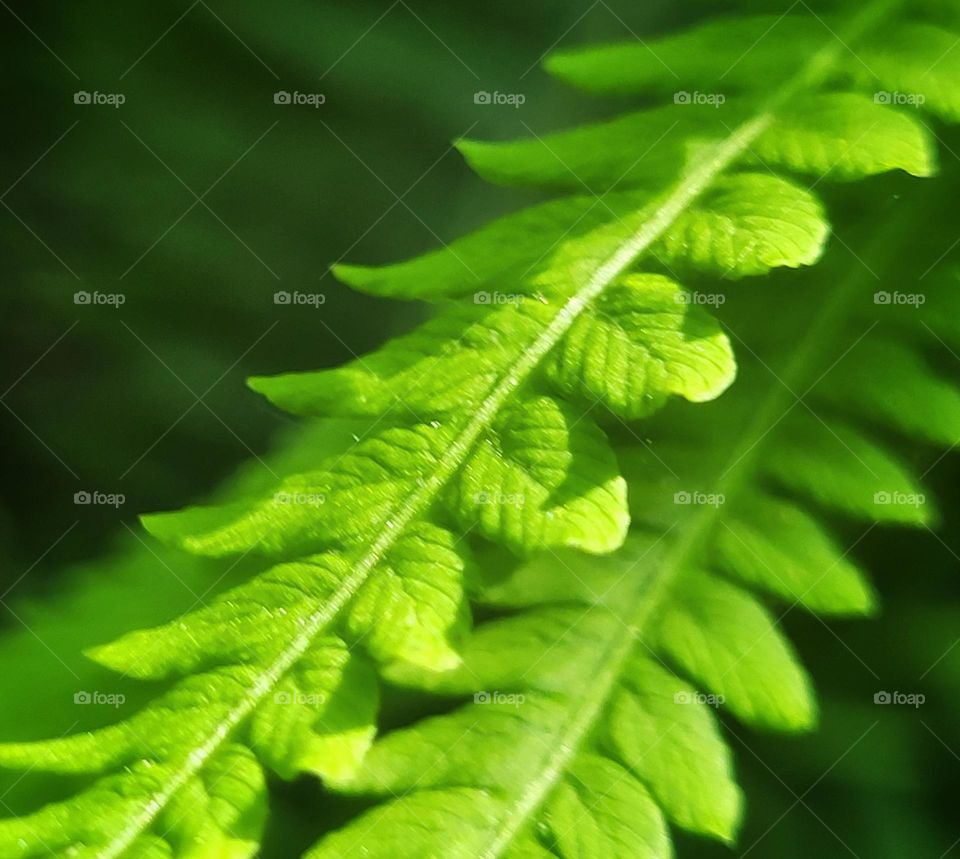 Leaves of the fern, love of green💚