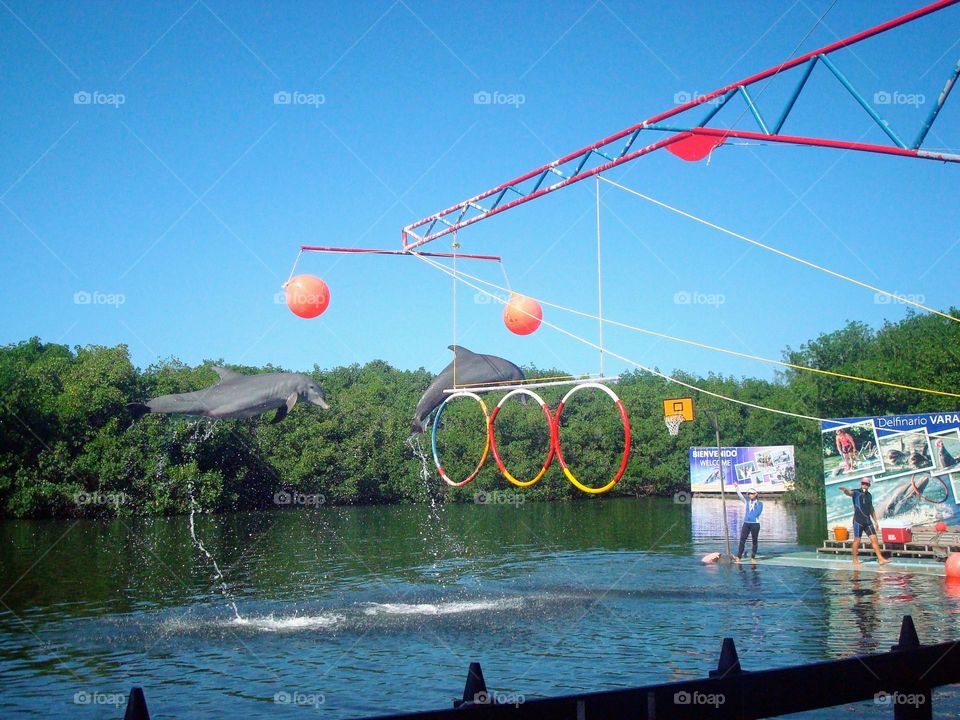 dolphinarium, tourist attraction in Cuba Varadero.