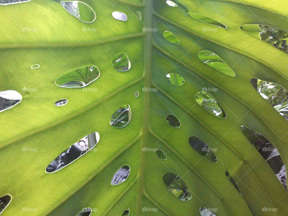 Natural pattern on leaf