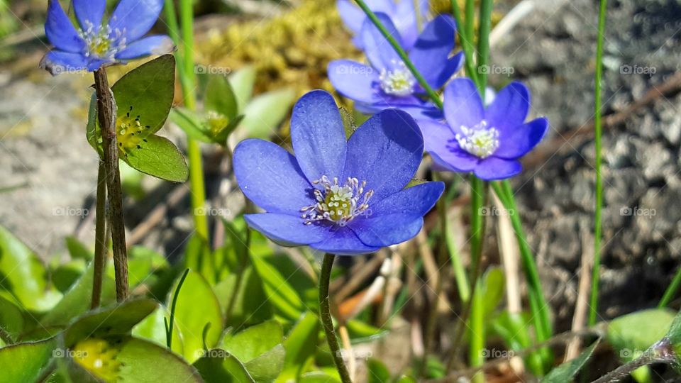 Blue Anemones