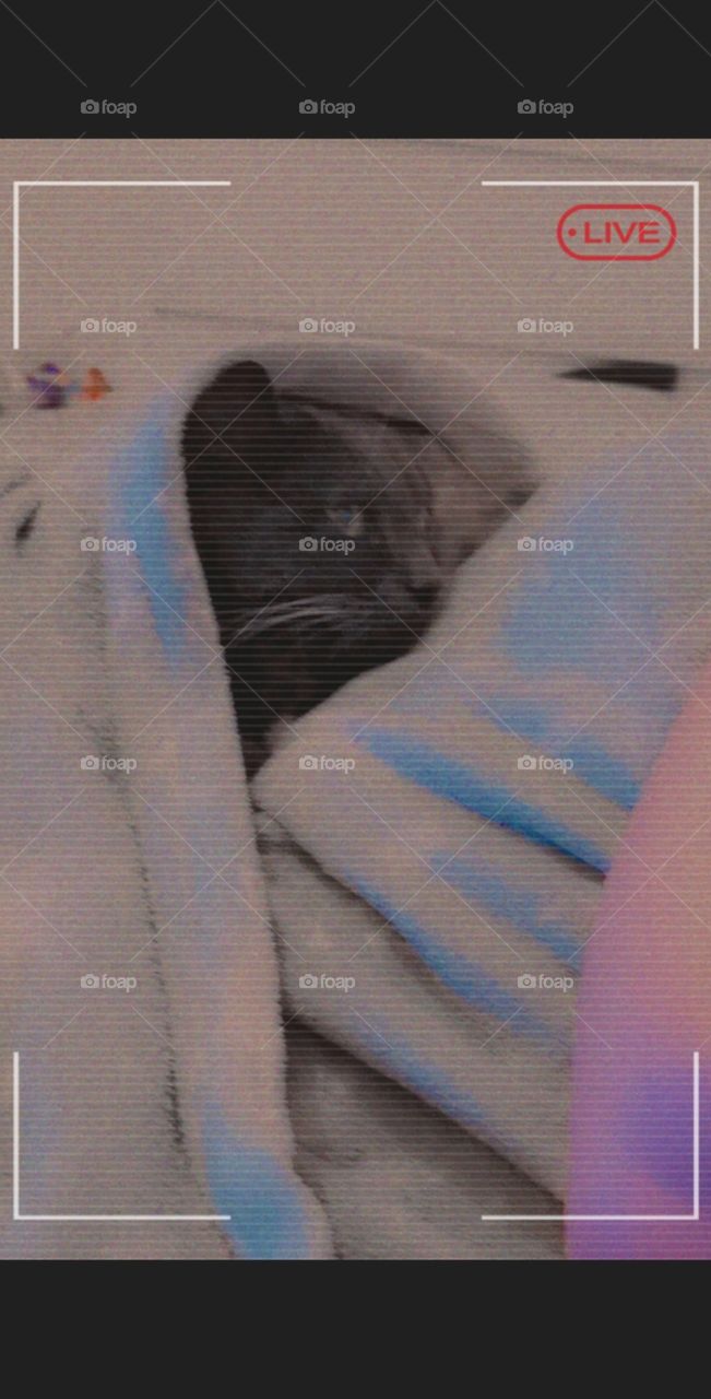 My beautiful little tuxedo cat