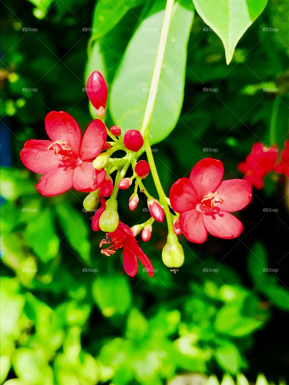 Fuchsia tree flower 