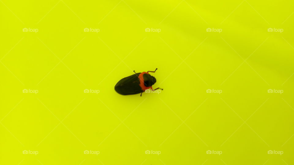 A black and orange red fly