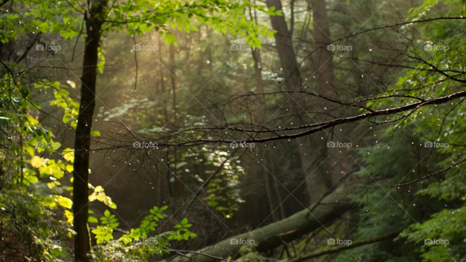 Forest jungle trees evening nice best nature good comfort winter trees color Green 
