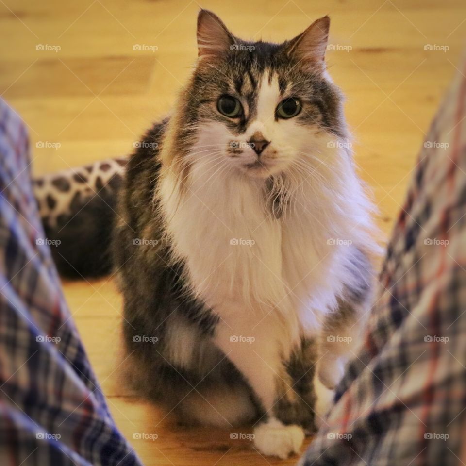 Fluffy cat with cute face between legs wearing pyjamas. 