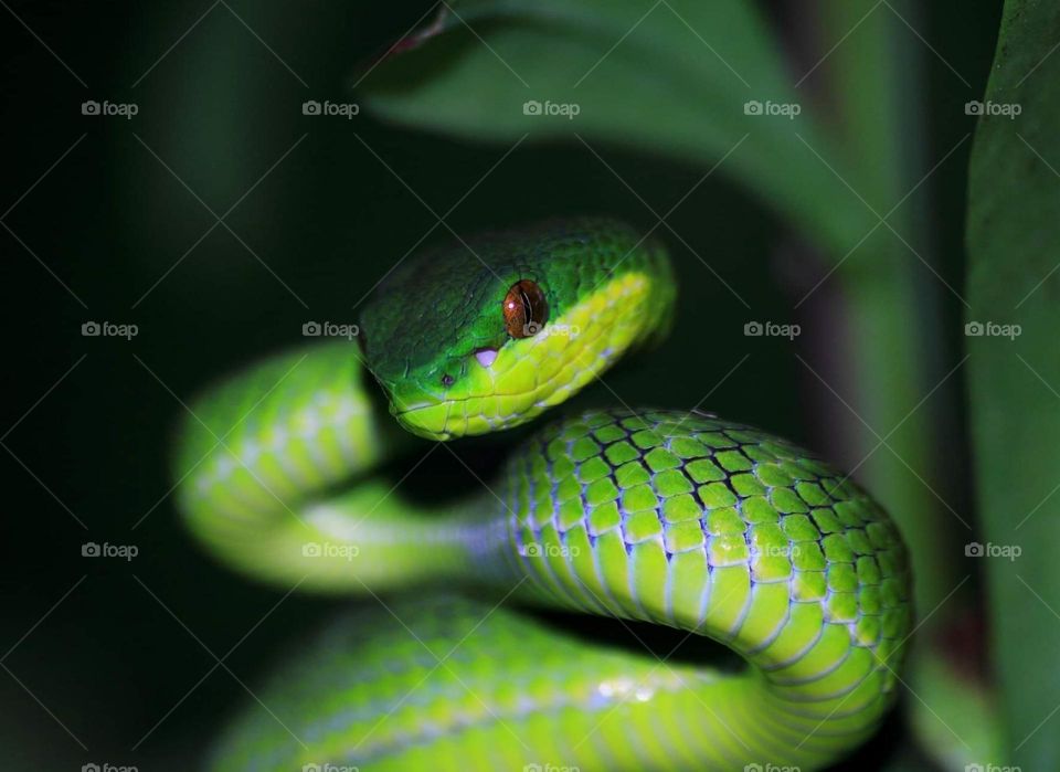 Alarm Calling Species. Standing on be the habits one of snake when felt disturb and tryng for get attacking. Sunda pit - viper's good camufladge at green colour leaf where's similar with the body colour of it's. A venomous pit-viper and short .