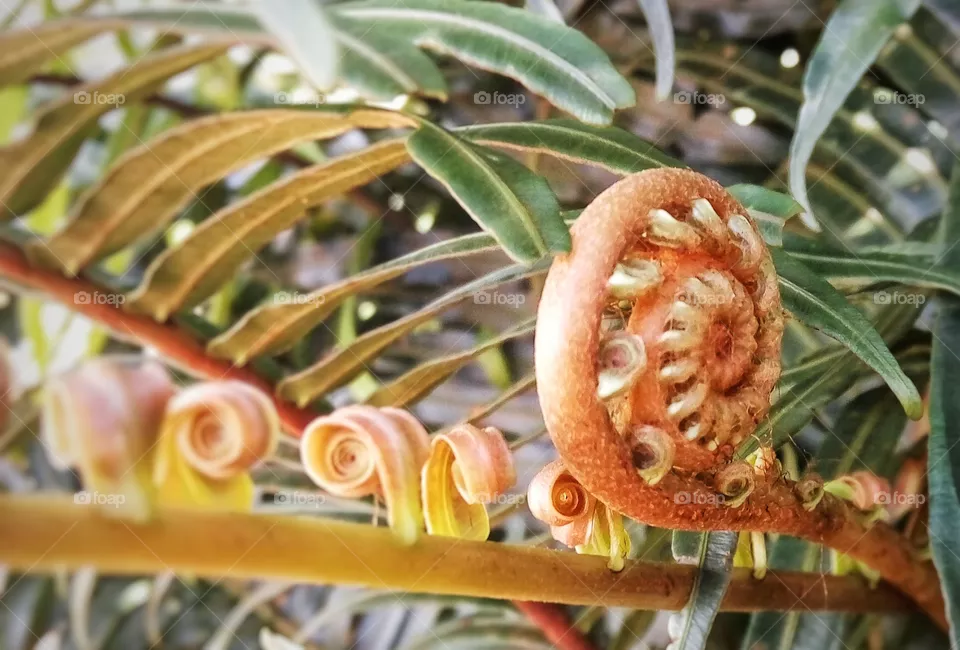 fern