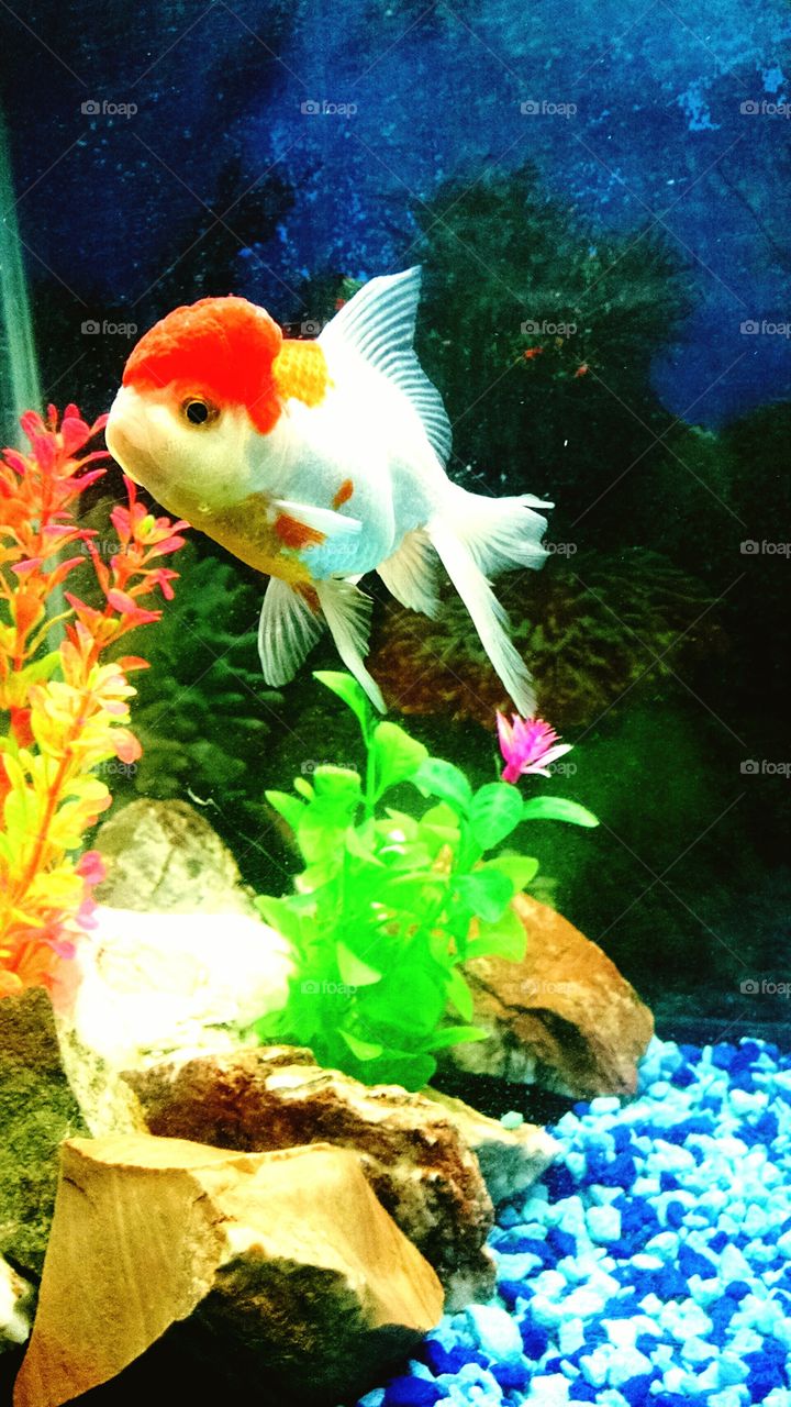 Orange White Fish