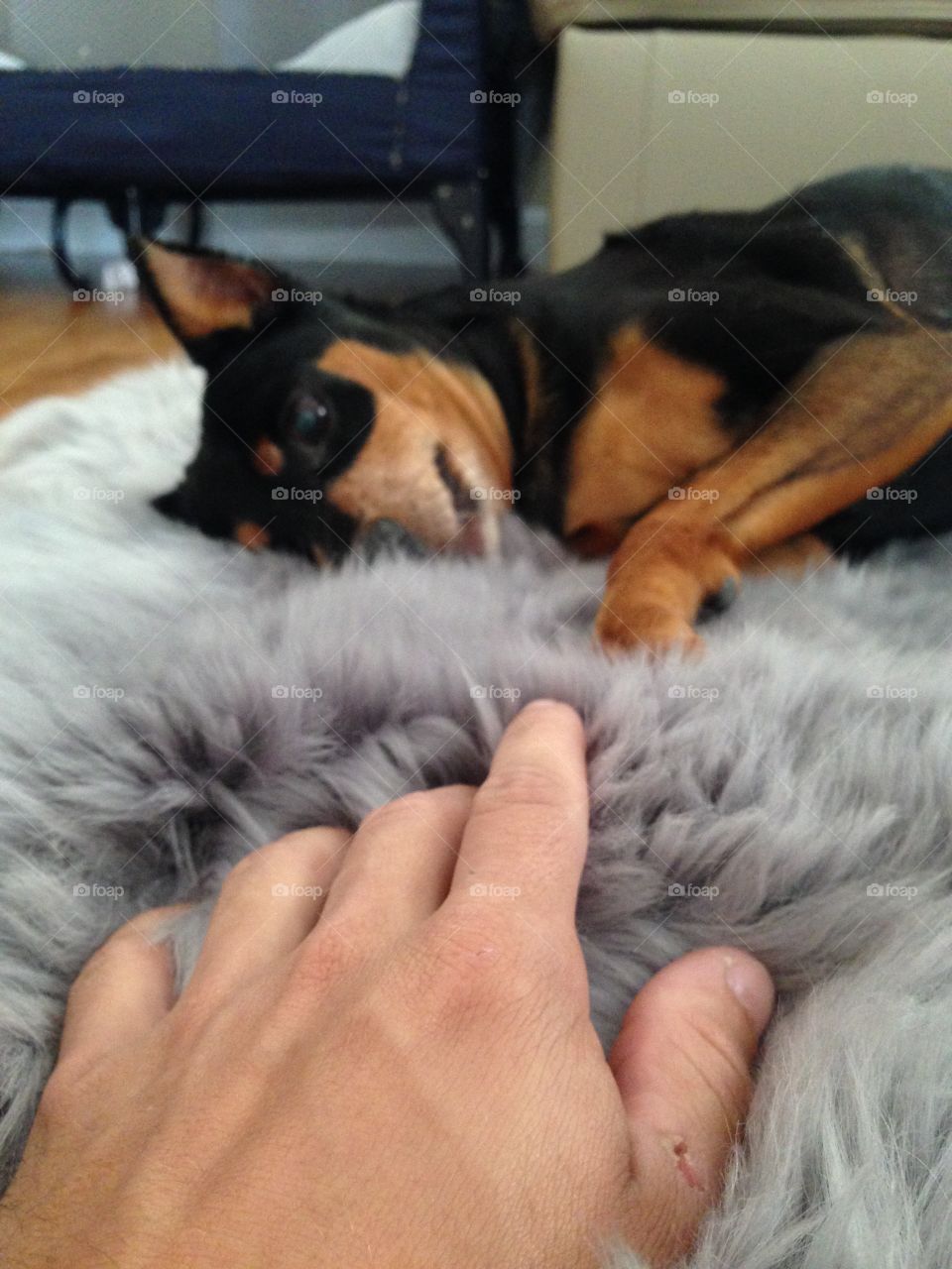 She wants play, i know she does, but can't, because she is so lazy