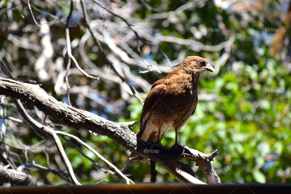 Wild Bird at Nahuel Huapi Park argentina