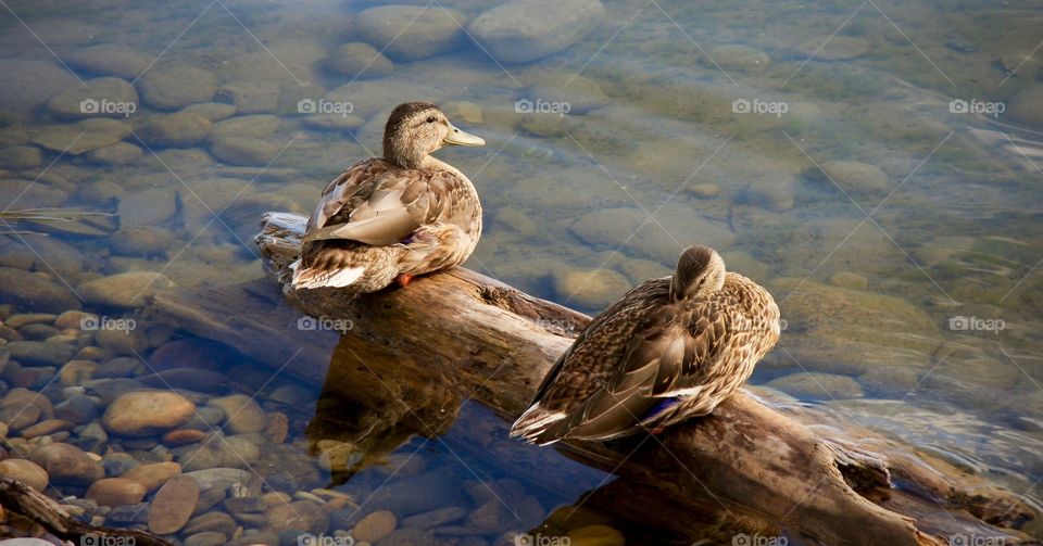 Two ducks resting on a log at the edge of a lake