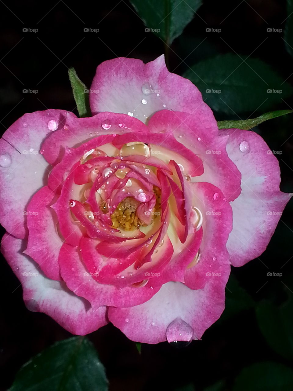 Rose n Rain