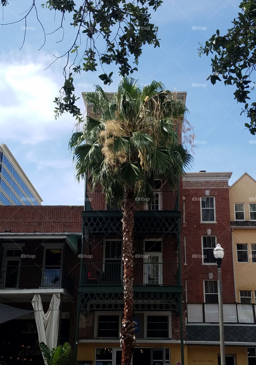 Palm tree in front of a brick walk-up building in downtown St. Petersburg, Florida