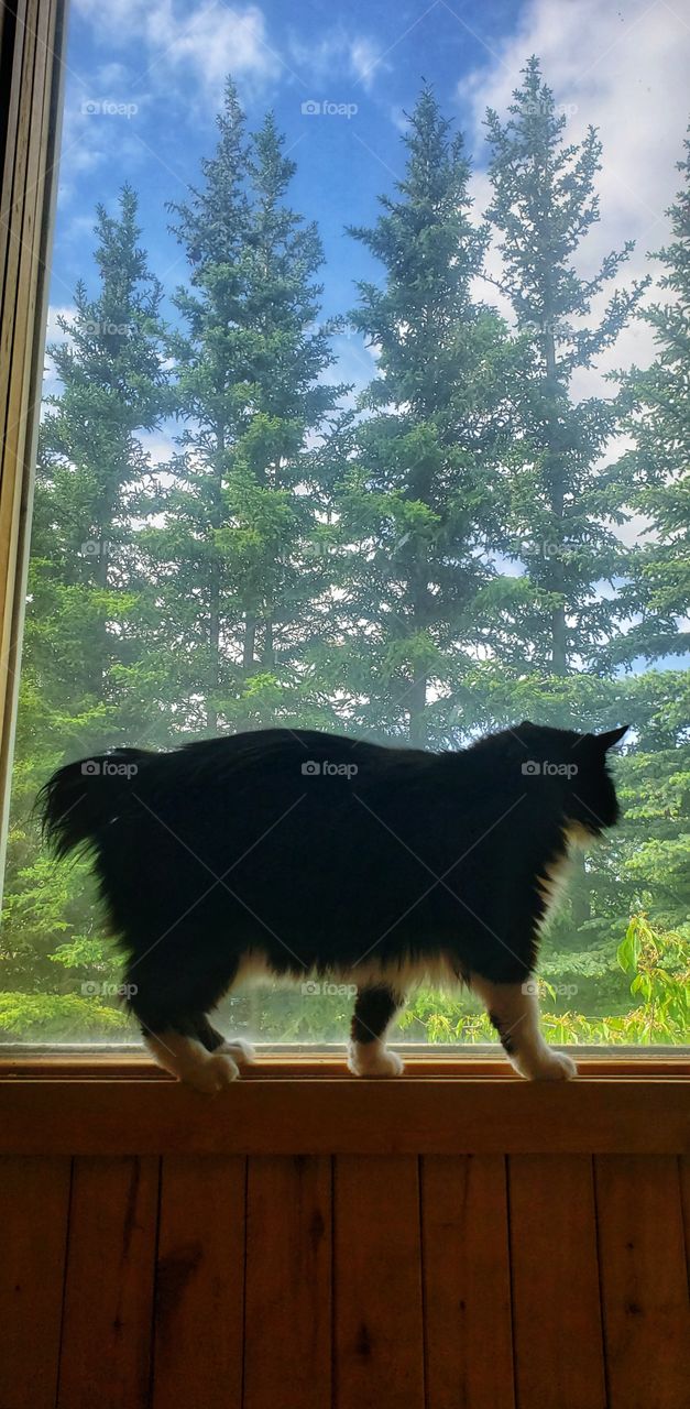 Bird hunting on the windowsill