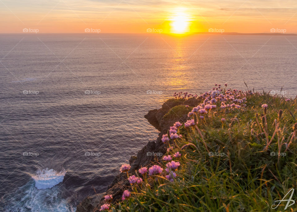 Red clovers along the Cliffs of Moher illuminated by the sunset 