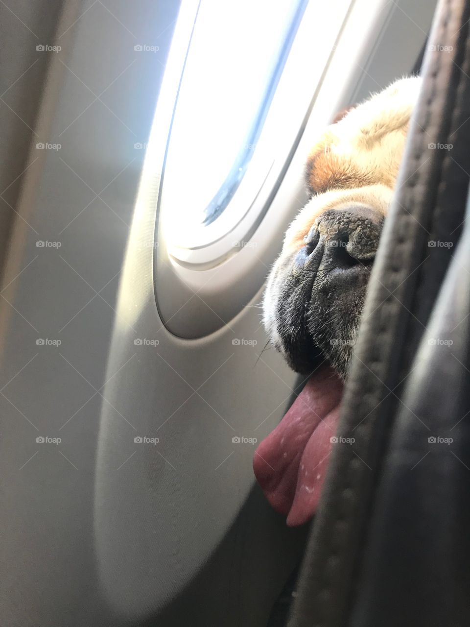 Bulldog on a plane