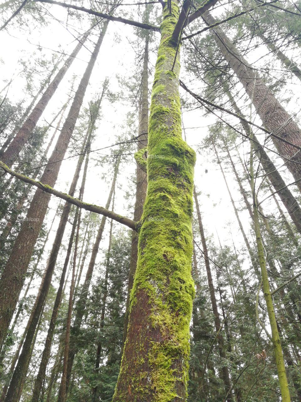 Tree covered with moss