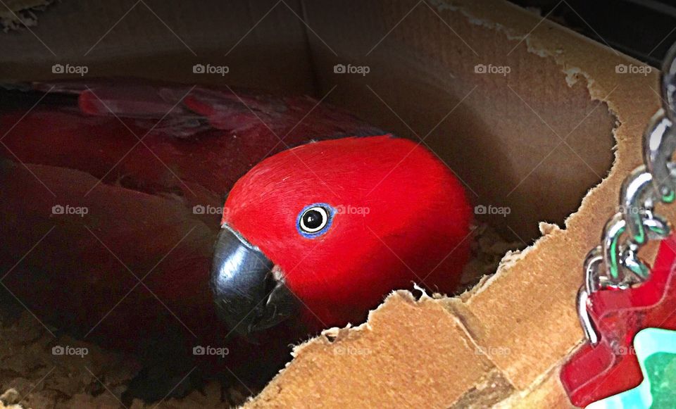 Peek-a-boo Parrot. Peek-a-boo Parrot