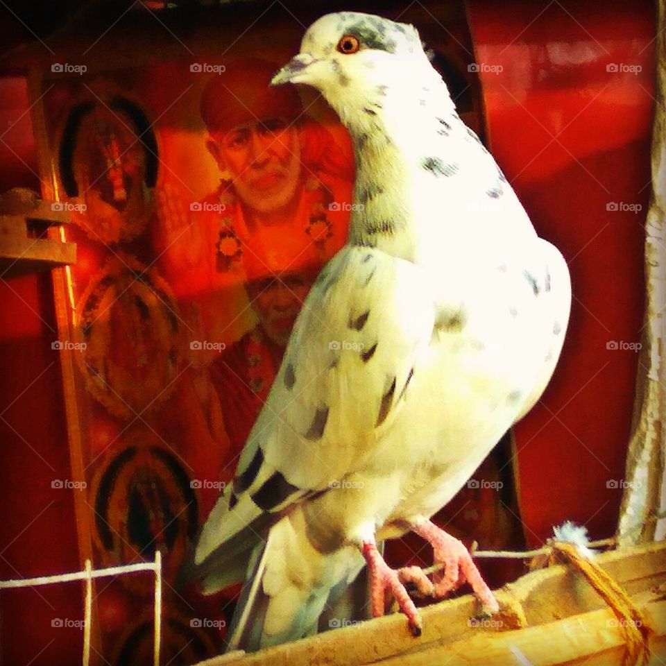 white pigeon