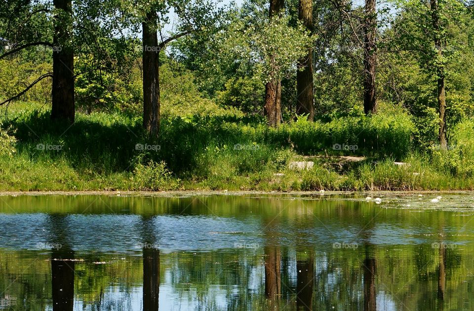 Nature. Reflections in the Pond