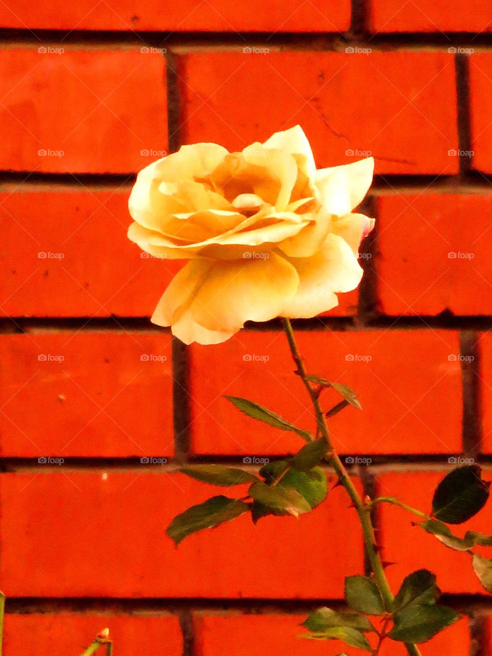 urban rose