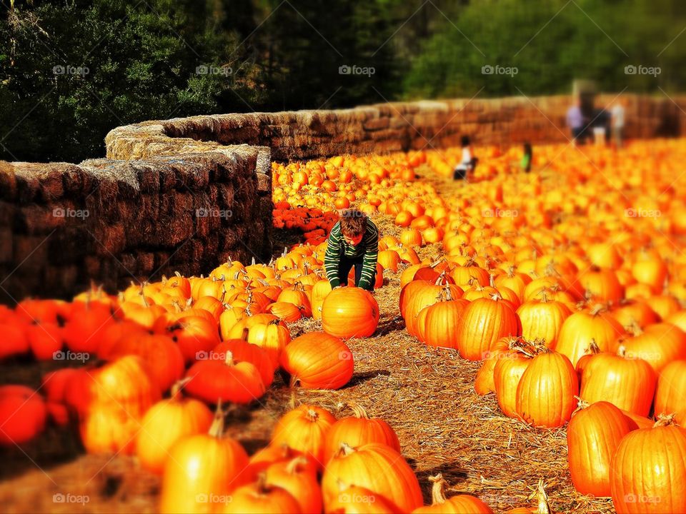 Pumpkin patch at harvest time