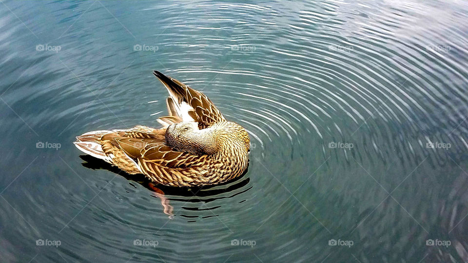 brown duck preening in ripples of water