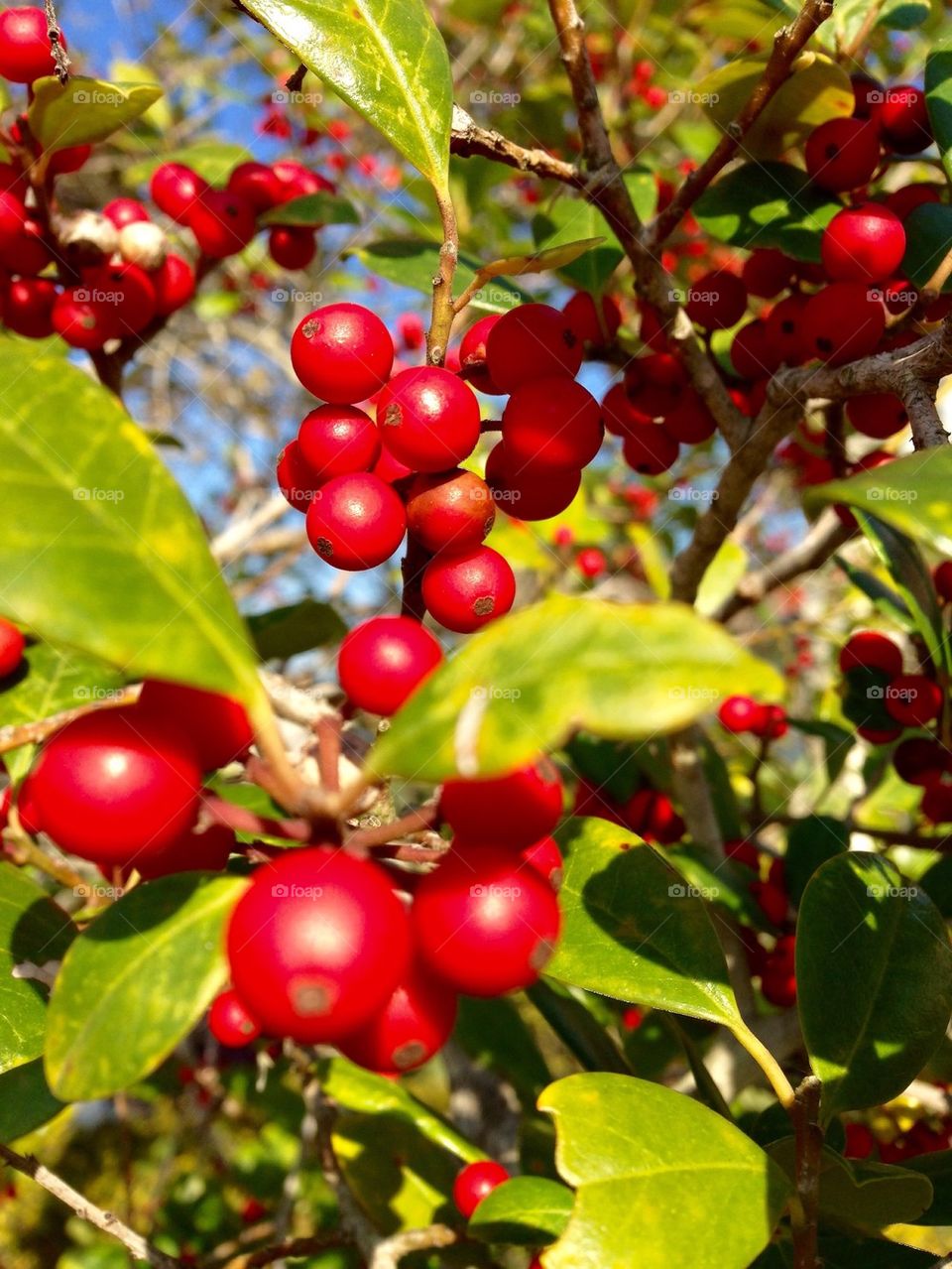 Red berries