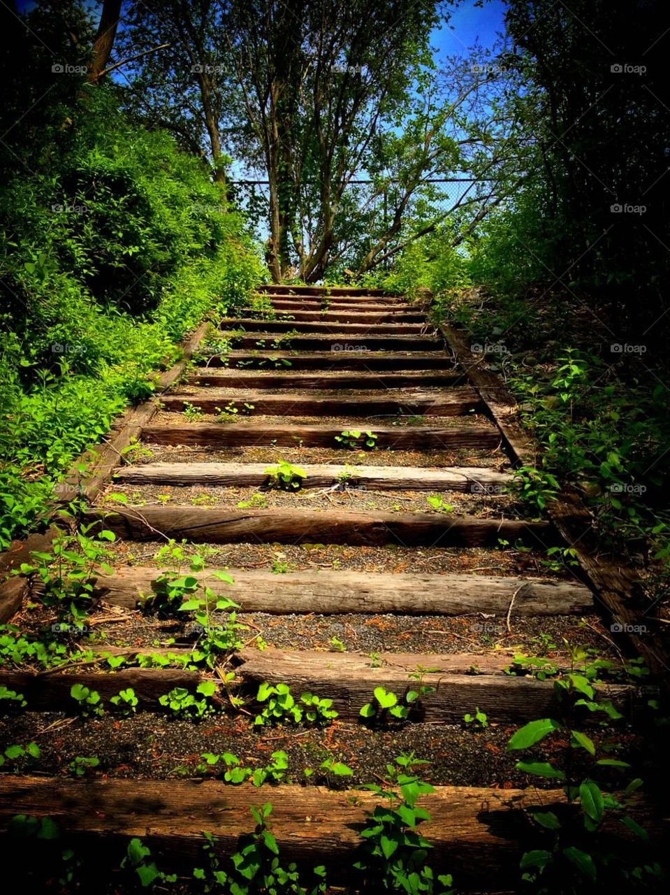 Stairway to Nature