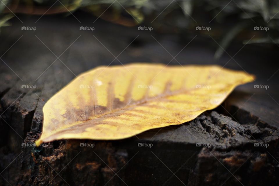 Autumn leaf