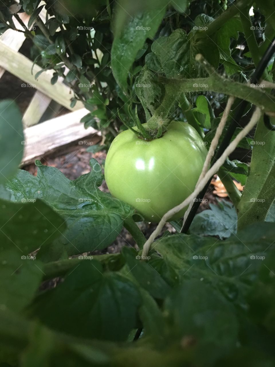 Ready for some fried green tomatoes organically grown