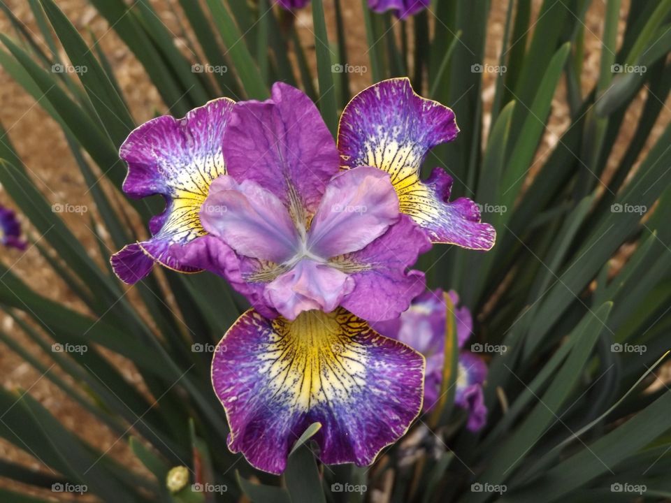 Close-up of a purple flower