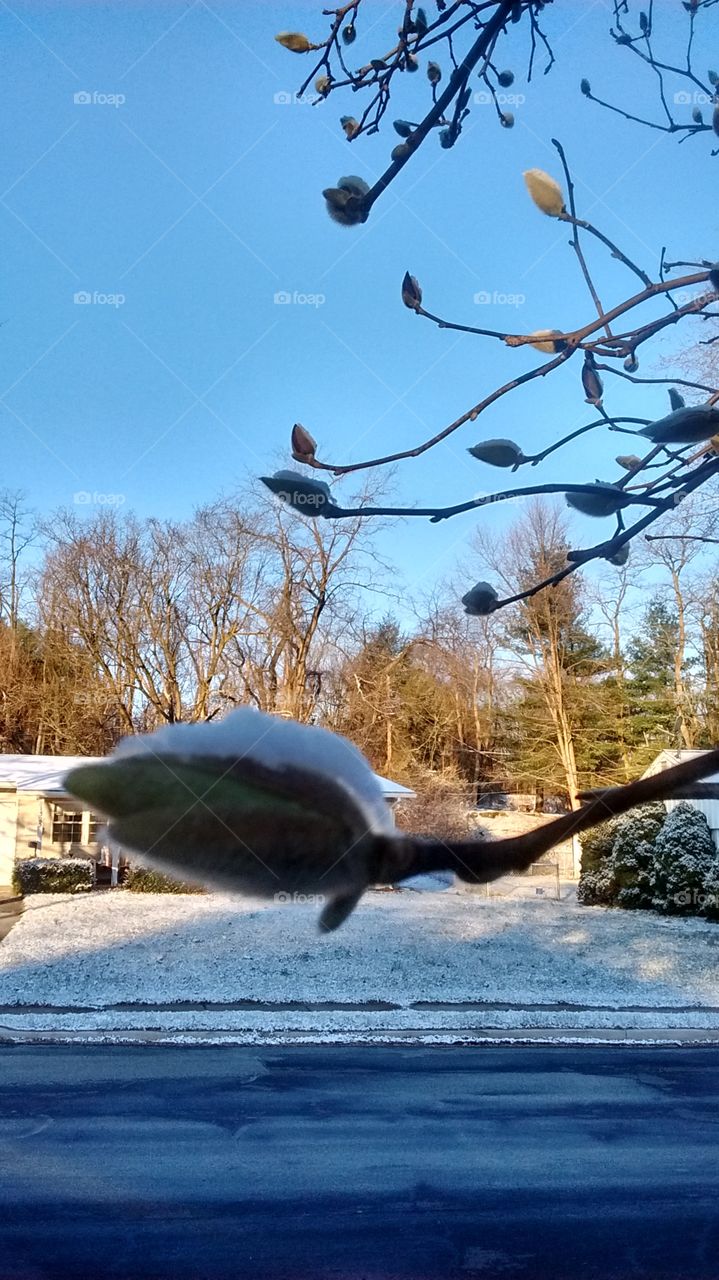Snowy Bud on a Tree