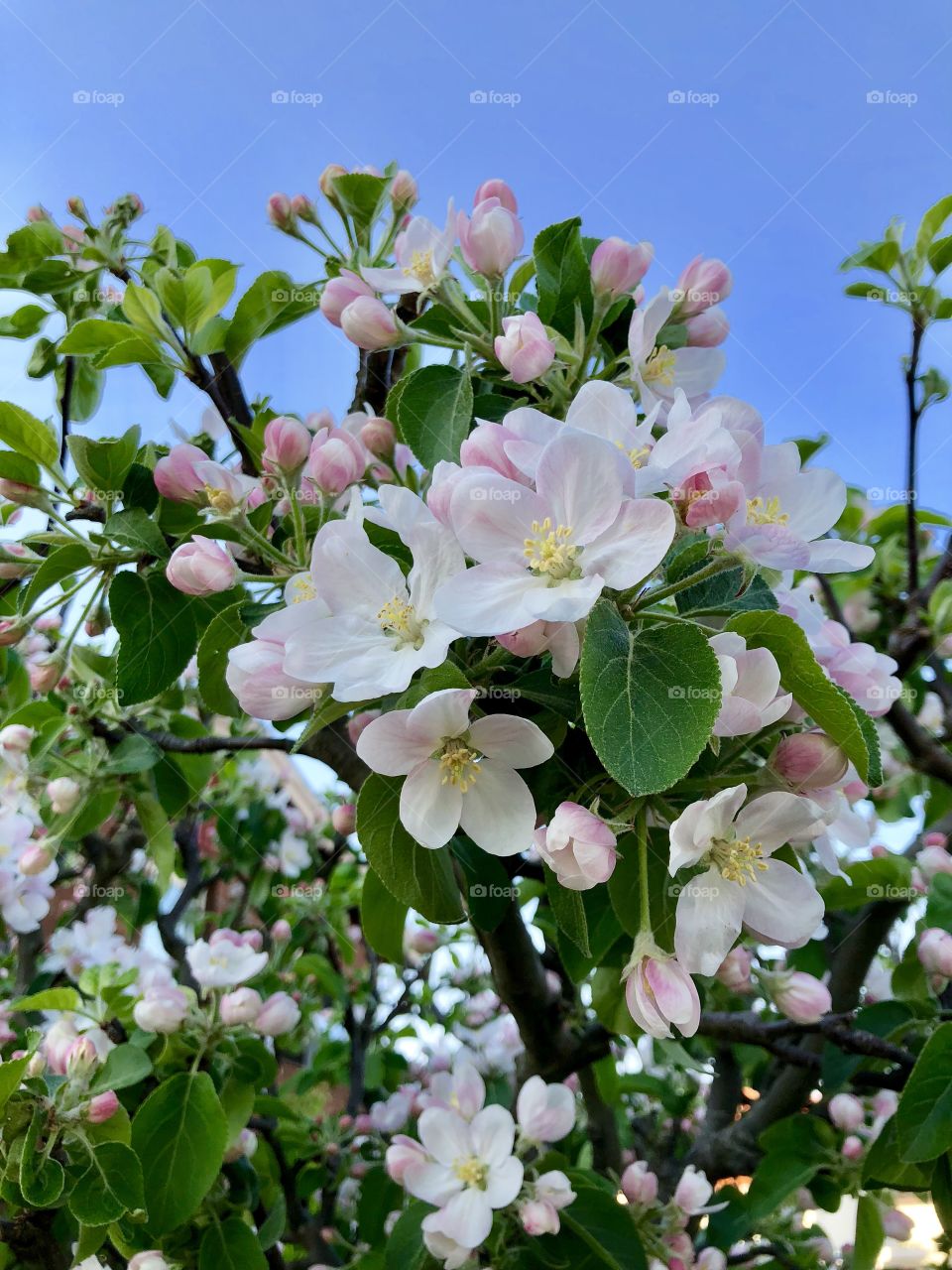 Apple blossoms 