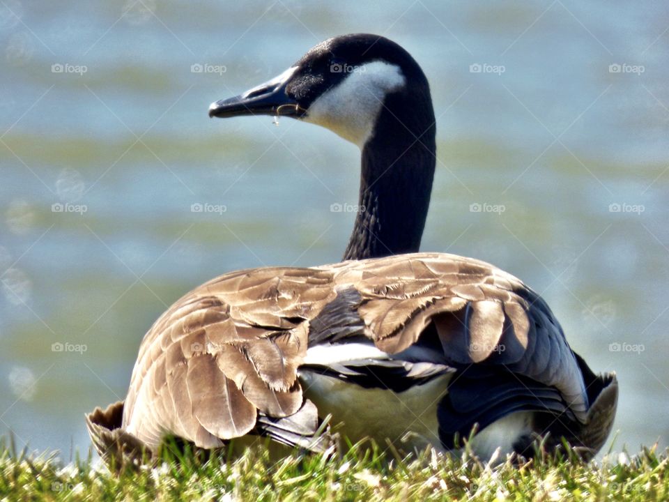 Cute goose laying in the grass. 