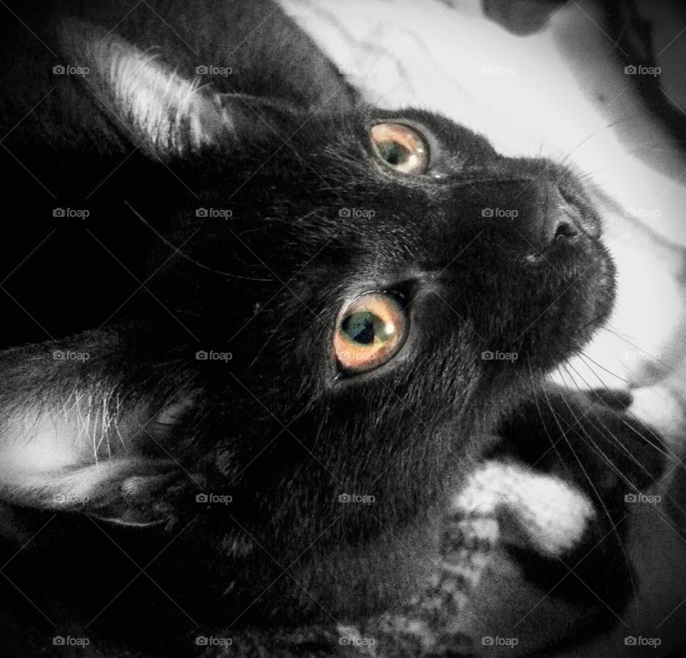yellow eyes fuzzy black cat rescue by NikiNYC