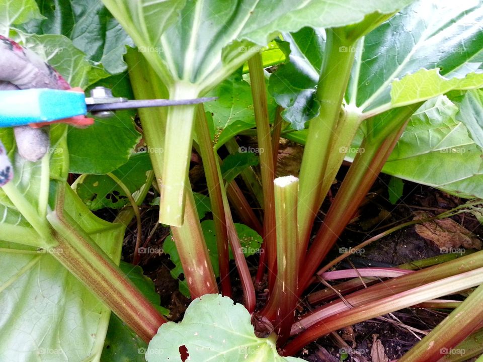 Harvest of rhubarbs. I will make lemonade from these rhubarbs. The whole family love to drink Rhubarb lemonade😀