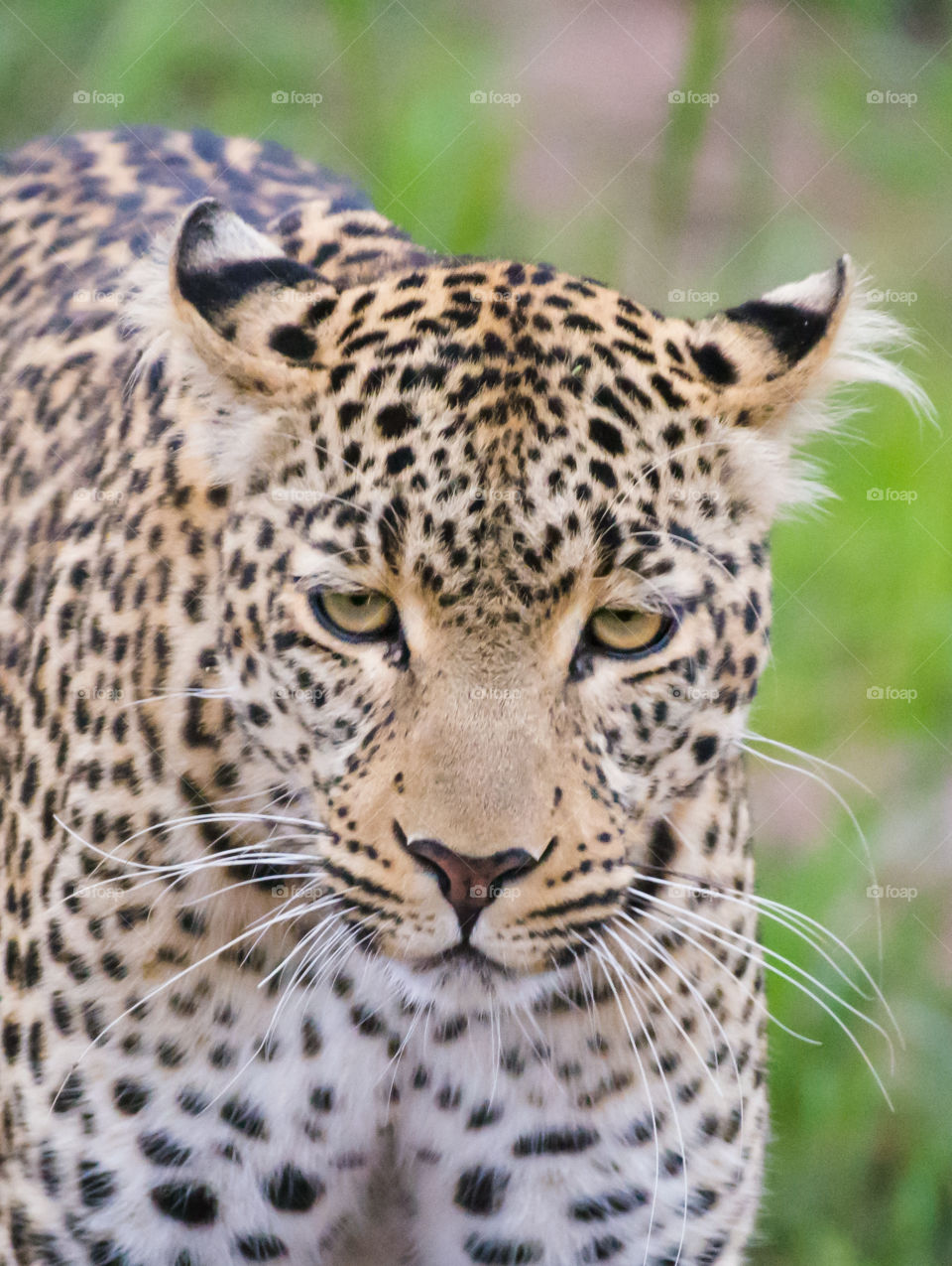 Leopard (Panthera pardus) Maasai Mara, Kenya