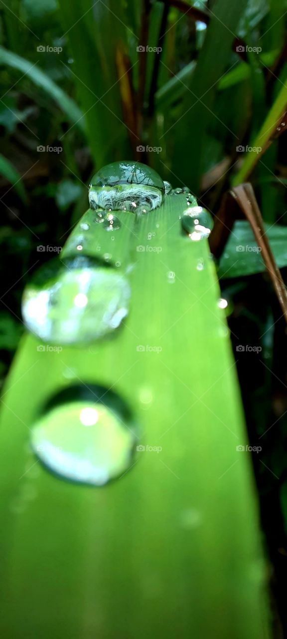 Raindrops on the grass