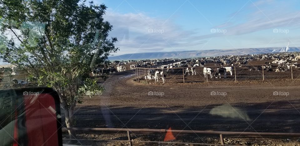 cows waiting