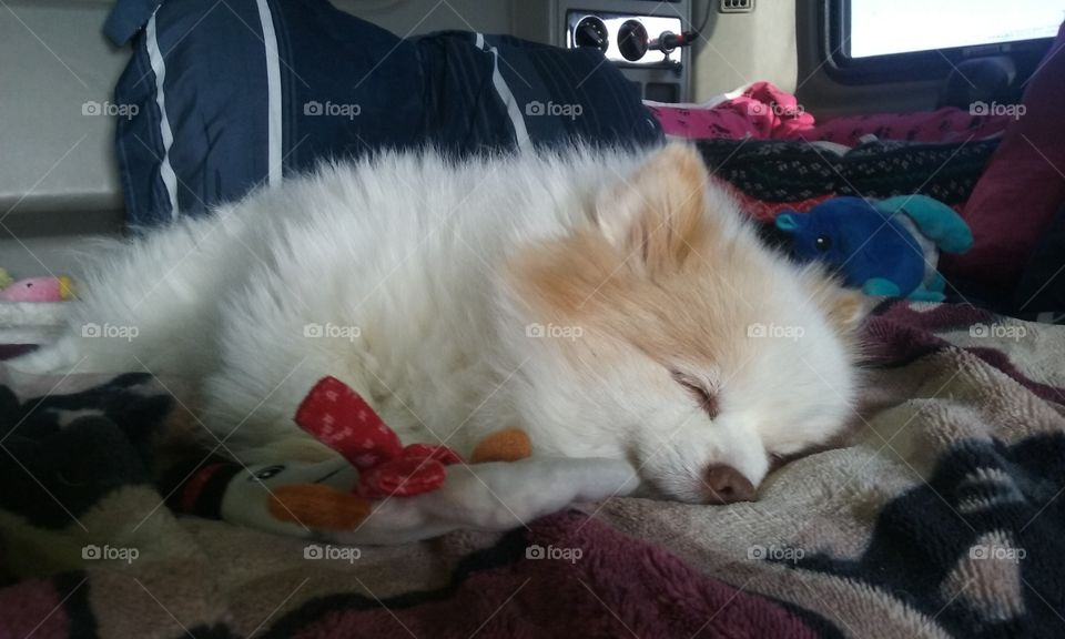 Sleeping Pomeranian with her Toy.