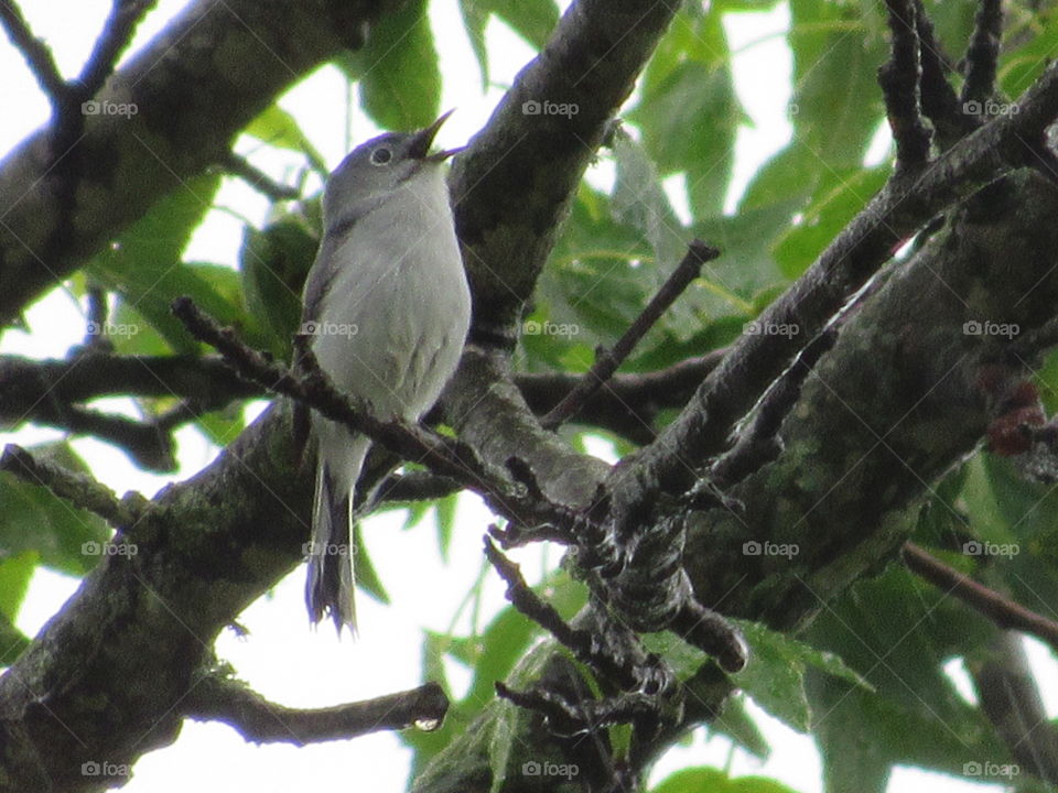 Least flycatcher