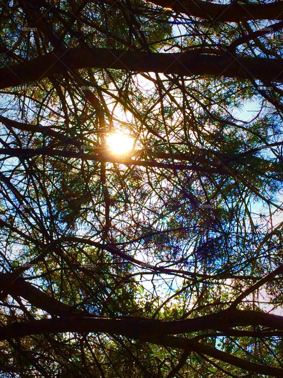 Tree, sunshine 